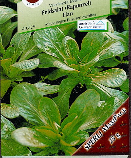 Salat Vårsalat Feldsalat ‘Vit/ Volhart’. 25 gram. 500 planter.